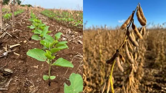 Atraso na colheita da soja em Mato Grosso preocupa produtores e impacta mercado Mato Grosso enfrenta dificuldades climáticas que atrasam a retirada da safra e elevam risco de perdas