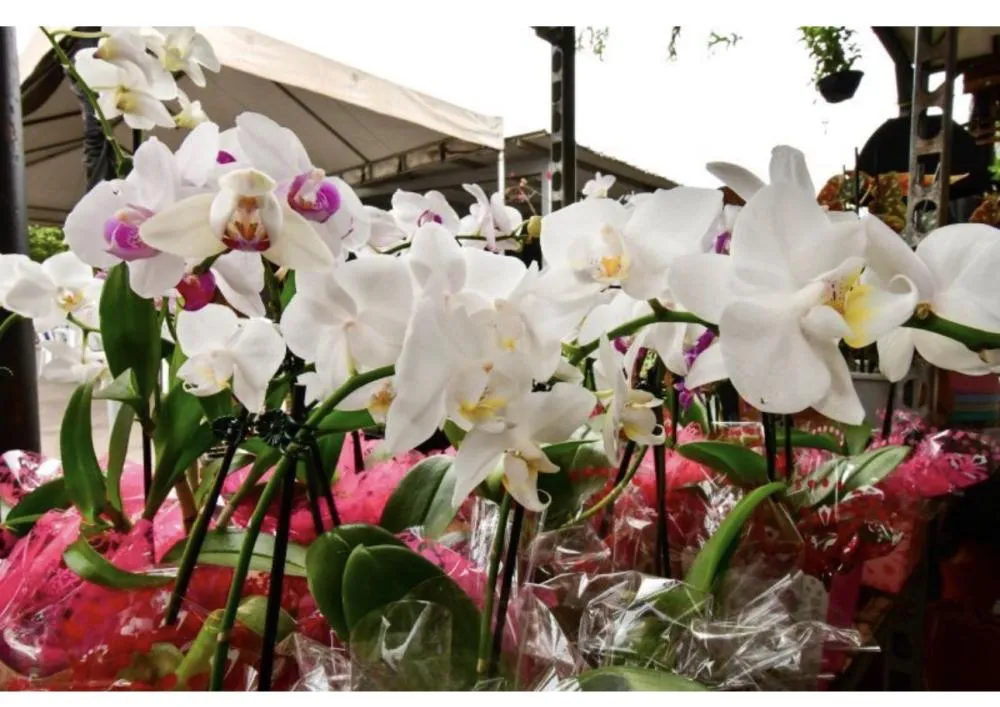 Cuiabá floresce com festival que promete movimentar mais de R$ 1 milhão