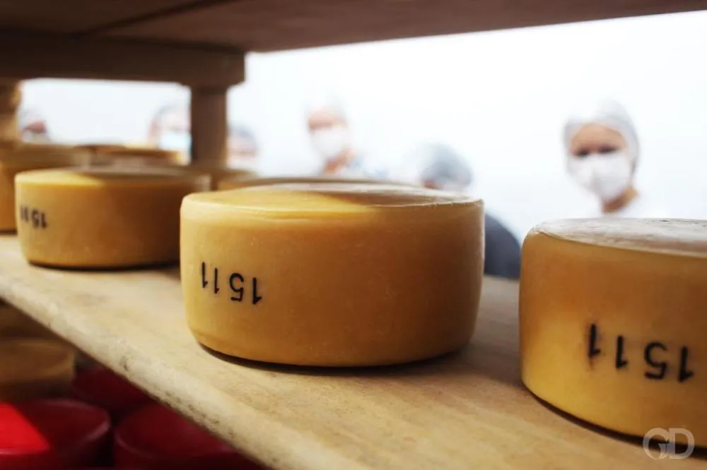 Festival do Queijo começa sexta-feira e destaca força da produção artesanal em MT
