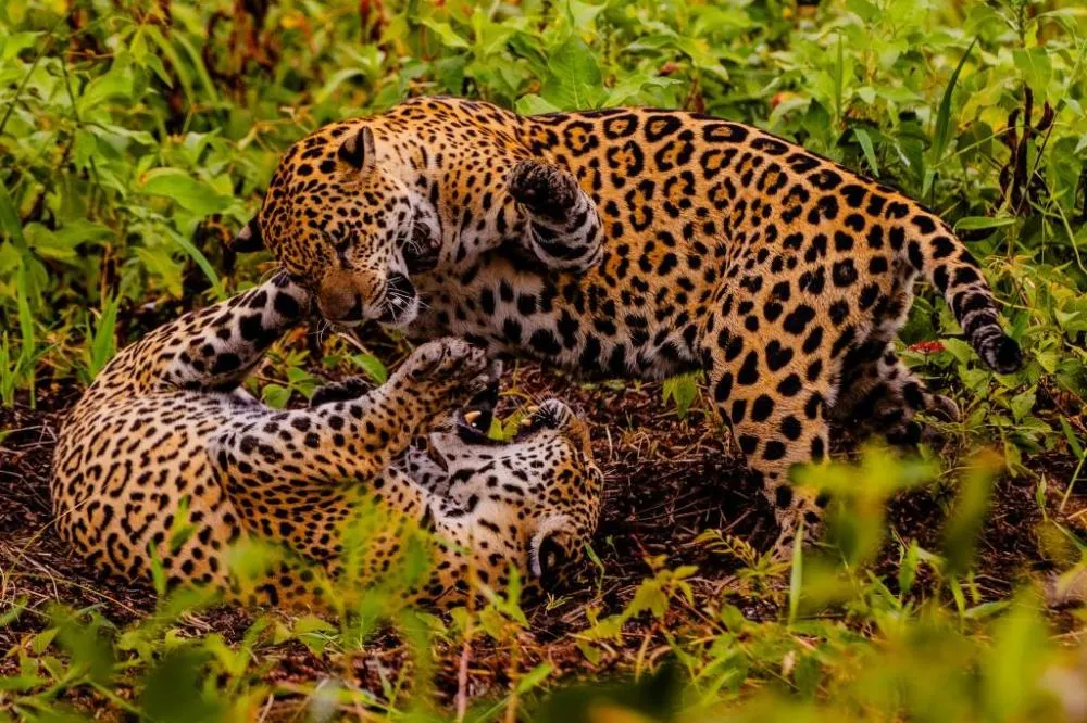 Pesquisa avalia impacto econômico do turismo de observação da onça-pintada no Pantanal