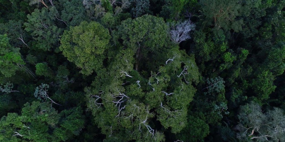 Campanha destaca luta de mulheres na defesa da floresta amazônica