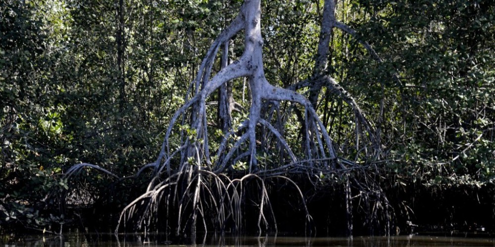 Estudos apontam que manguezais evitam que atmosfera absorva carbono