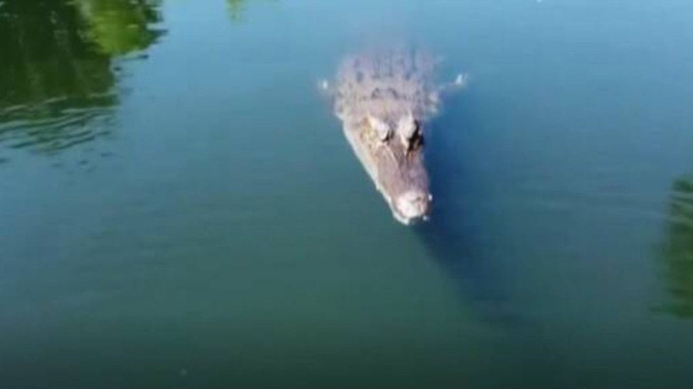 Terror e luta: Mulher enfrenta crocodilo por 90 minutos