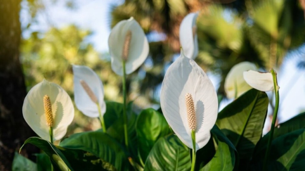 4 tipos de flores perfeitas para decorar a casa