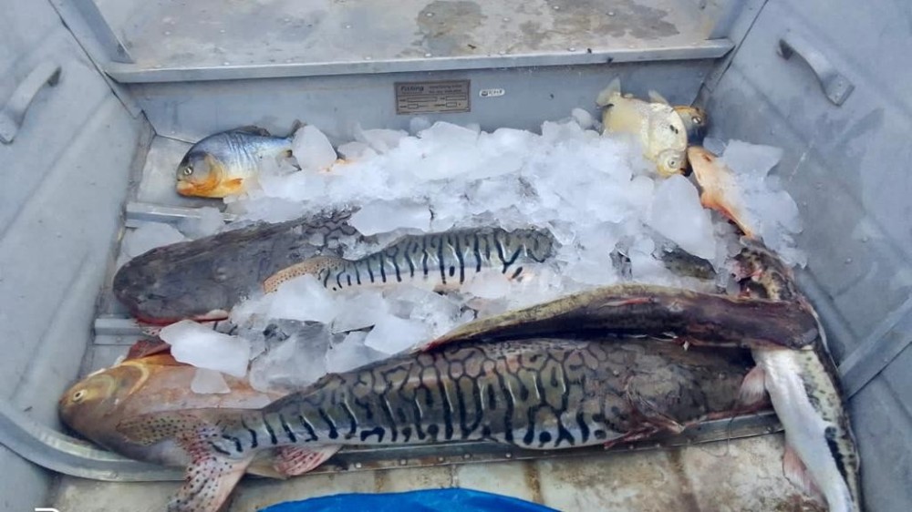 Sema apreende 51 quilos de pescado em operações no Pantanal