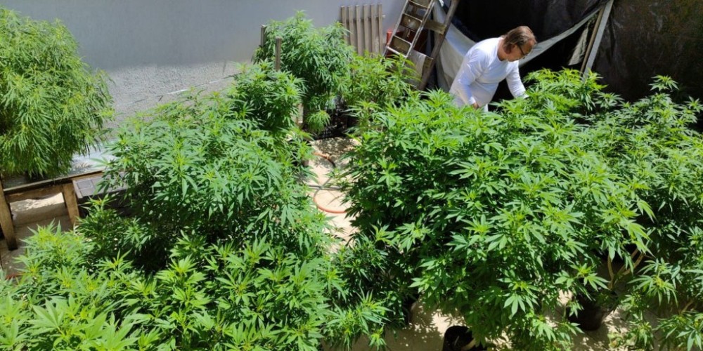 Liberação da cannabis no Uruguai manteve privilégios e exclusões