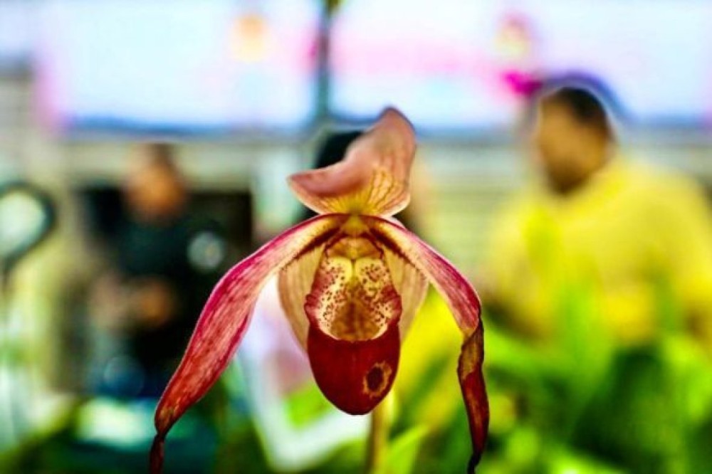 Cuiabá terá mais uma edição do Festival de Orquídeas e Rosas do Deserto