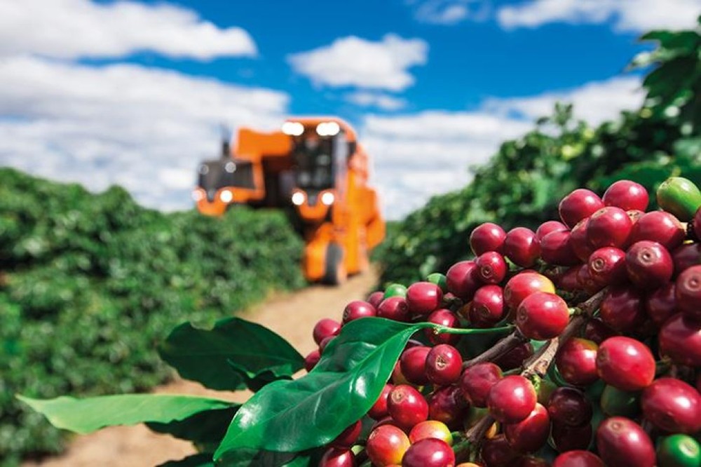Setor cafeeiro receberá R$ 6,3 bilhões em investimentos nesta safra