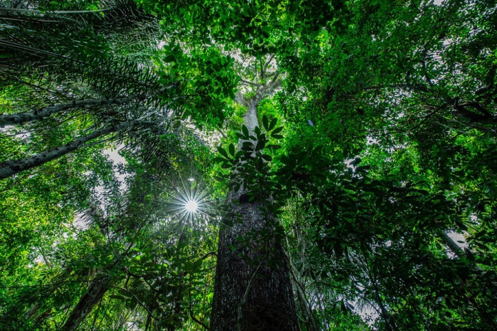MT é o 1º estado a receber evento para debater iniciativa de fomento ao desenvolvimento sustentável na Amazônia
