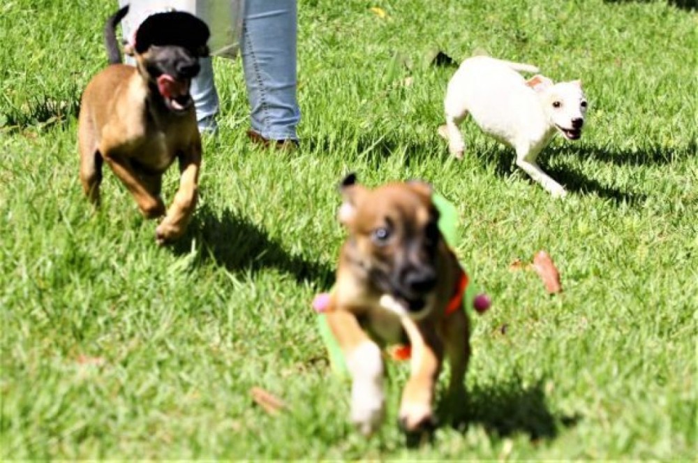Mais de 50 fofuras estarão disponíveis para adoção no Parque Tia Nair no sábado, dia 26