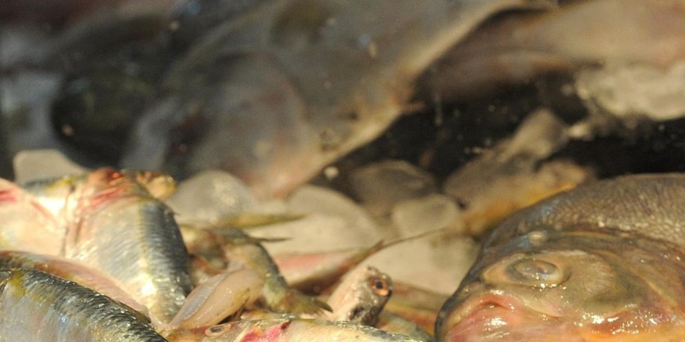 Ministro abre, no Rio, nesta quinta-feira, Semana do Pescado