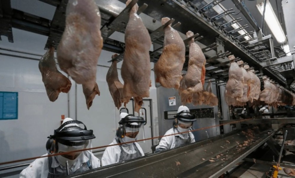 Brasil se torna o primeiro país do mundo a exportar frango para Israel