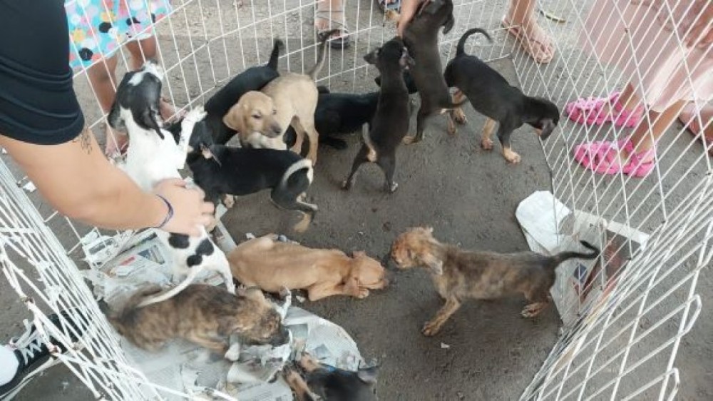 Feira de Adoção contará com 10 filhotes de cães e gatos no Mercado do Porto