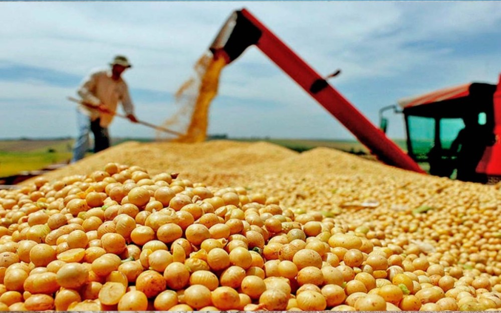 Mato Grosso tem 11 dentre os 20 municípios que mais produzem soja. Sorriso é a campeã