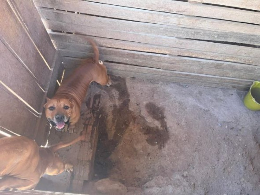 Bem-Estar Animal, Dema e Ordem Pública fecham canil clandestino e resgatam doze cães vítimas de maus-tratos