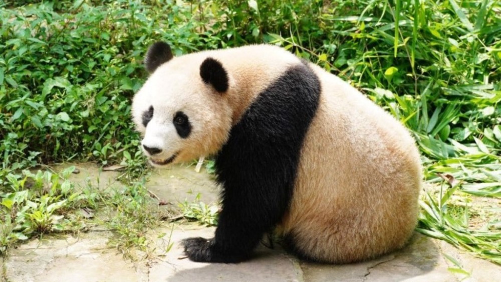 Pandas de zoológicos podem estar sofrendo de 'jet lag', revela estudo