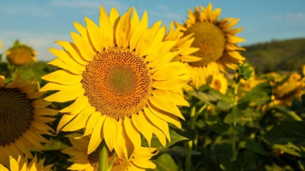 4 flores típicas da primavera para colorir a sua casa