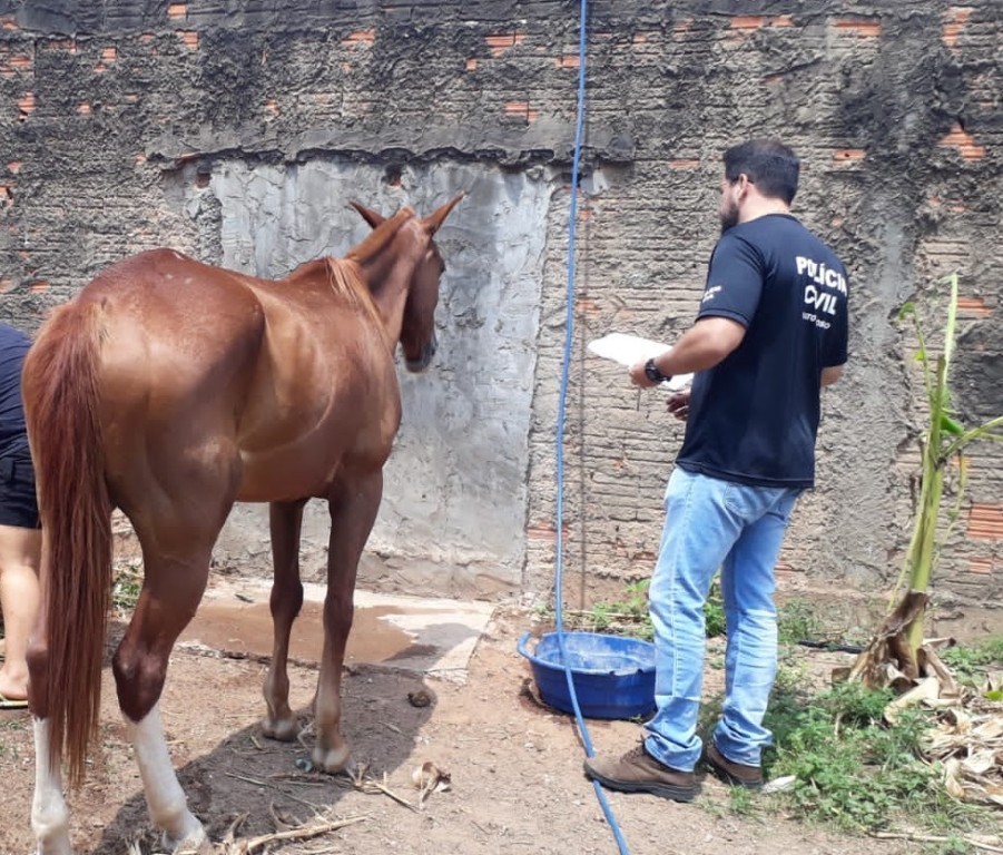 Polícia Civil averigua denúncias e orienta sobre proteção a animais domésticos