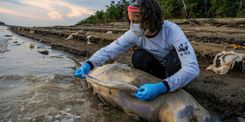 Equipe de busca encontra mais cinco carcaças de botos no Amazonas