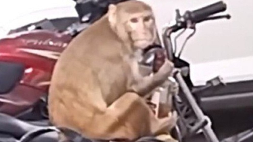 Vídeo: Macaco sobe em moto e rouba uísque em 'dia nacional sem álcool'
