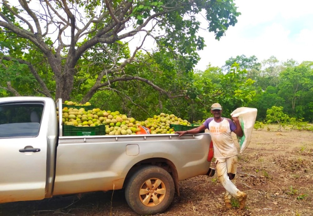 Maior produtor de pequi de MT, Ribeirão Cascalheira tem produção e comercialização acompanhadas pela Empaer