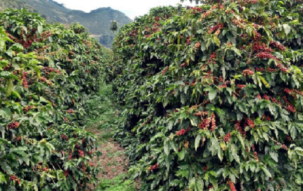 Brasil deve ter a 3ª maior safra de café da historia, segundo a Conab
