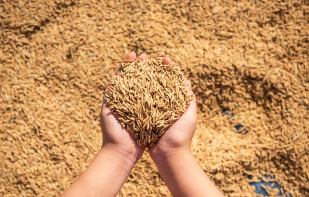 Brasil já exportou mais de 1 milhão de toneladas de arroz em 2023