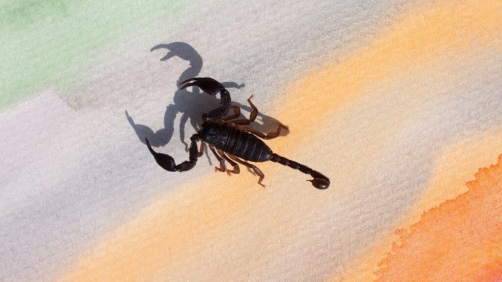 Sol entra em Escorpião: veja como seu signo pode aproveitar