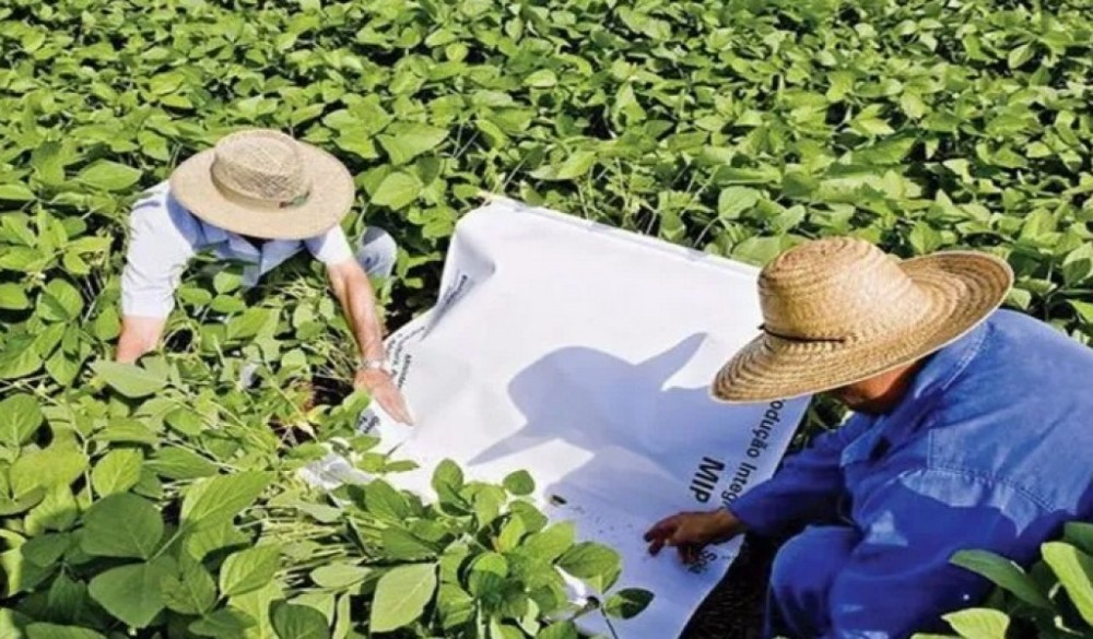 Paraná reduz em 50% uso de inseticidas com manejo integrado de pragas