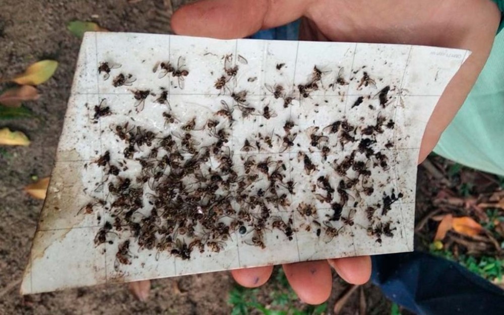 Amapá, Amazonas, Pará e Roraima enfrentam emergência fitossanitária
