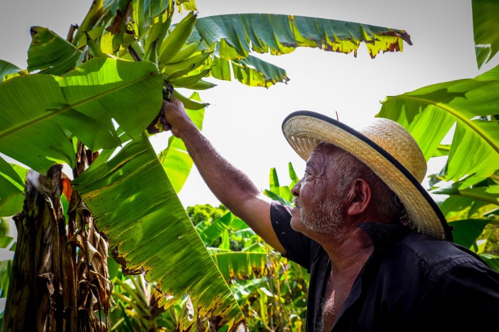 Cinco projetos de pesquisas na área da agricultura familiar são aprovados pelo Governo de MT