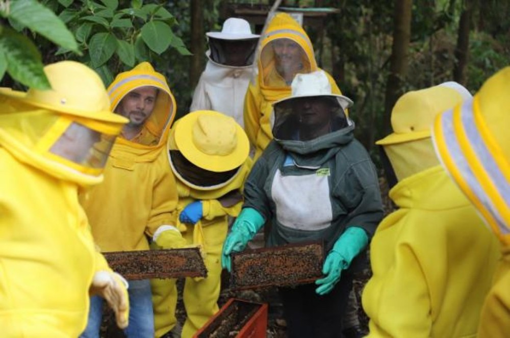 Apicultores de Sorriso aprendem técnicas de produção de abelhas rainhas