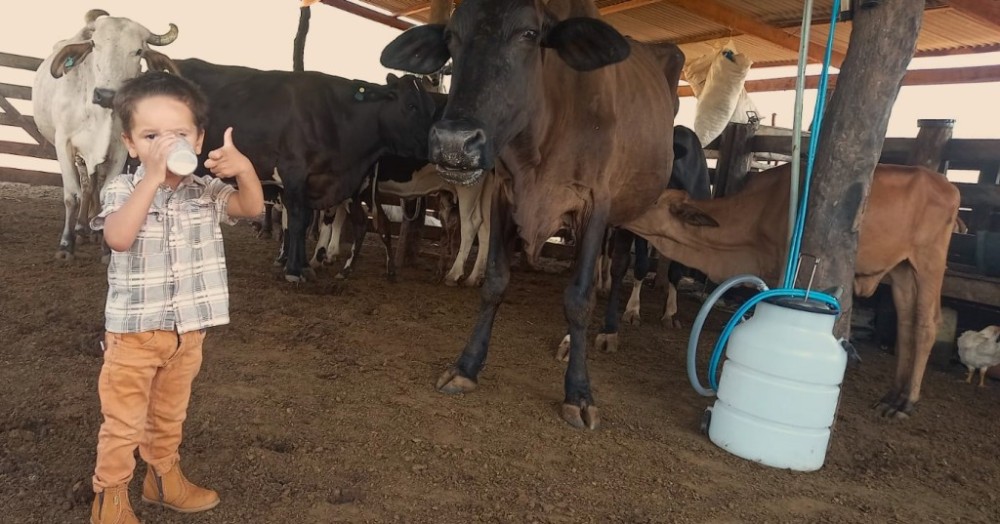 Técnicos da Empaer ajudam pais de criança com intolerância à lactose que consome leite de vacas do sítio da família