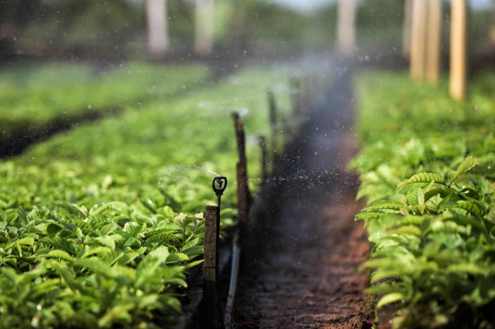 Parceria do Governo com prefeitura fomenta produção de café por agricultores familiares de Colniza