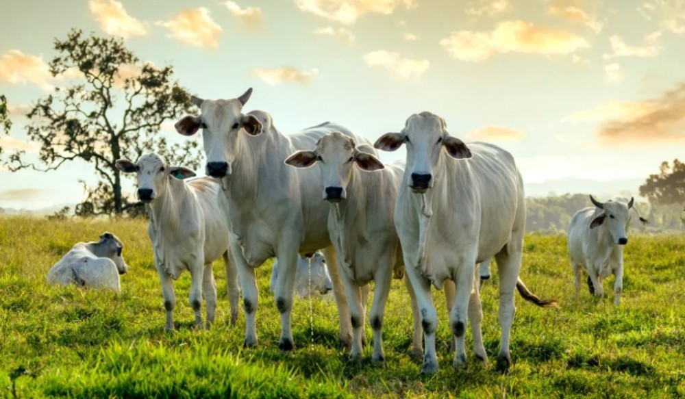 Pecuaristas de Mato Grosso têm até quinta para informar rebanho