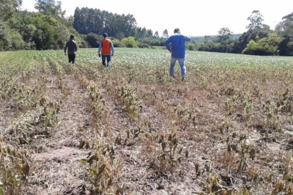 Junta orçamentária nega R$ 500 milhões para o seguro rural e FPA reage