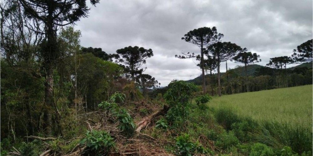 Desmatamento na Mata Atlântica cai 59% no acumulado do ano até agosto
