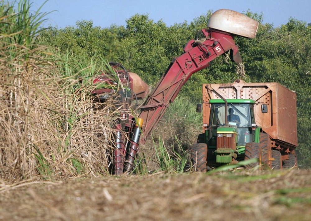 Conab diz que clima ajudou e safra de cana será recorde histórico: 677,6 milhões de toneladas