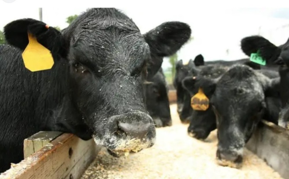 Prorrogada até dia 11, a atualização de rebanhos em Mato Grosso