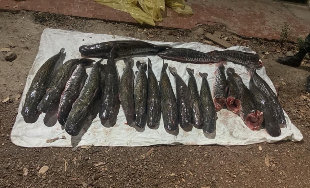 Batalhão Ambiental apreende 104 quilos de pescado irregular em Santo Antônio do Leverger