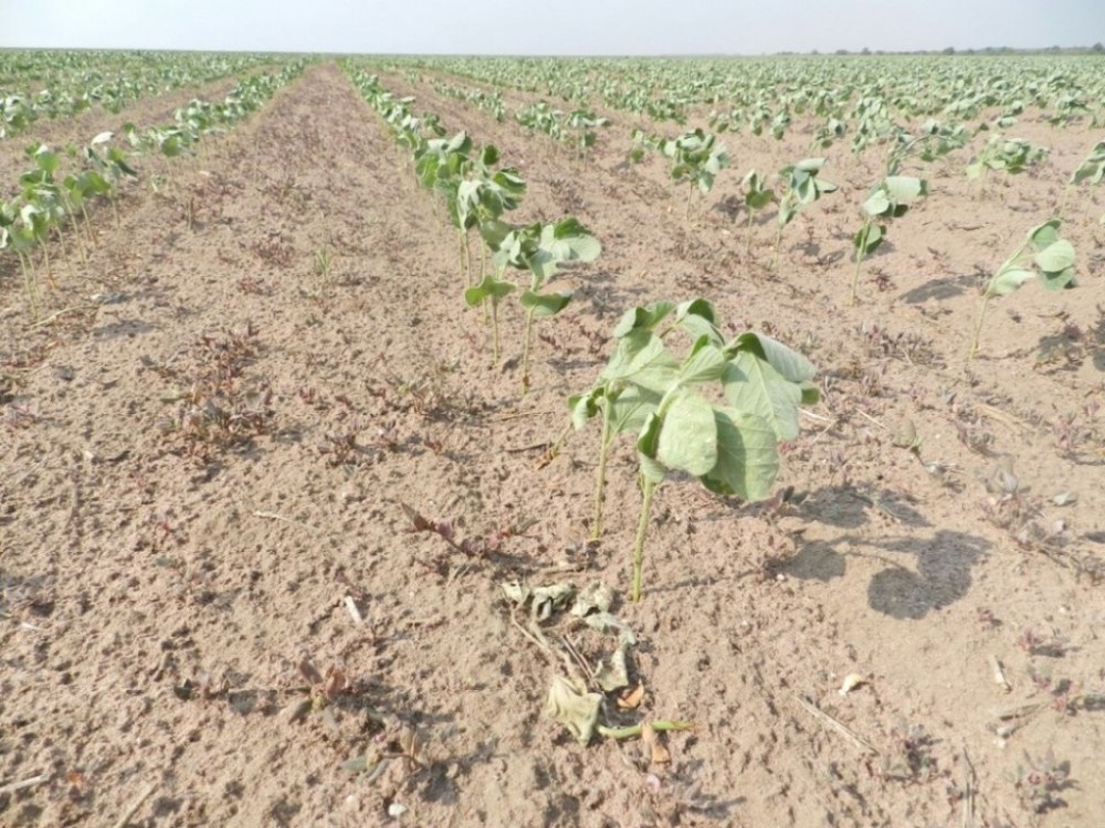 Embrapa estuda efeitos do excesso de calor nas plantas. Nem a irrigação minimiza danos