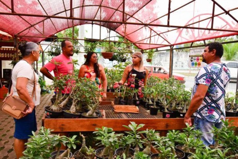 3º Festival de Rosas do Deserto e Orquídeas terá início na quinta-feira (7)