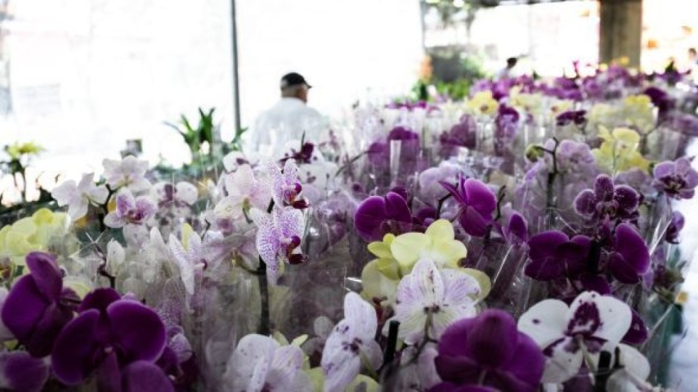 Festival de Orquídeas e Rosas do Deserto acontece até domingo (10) no Shopping Orla; São mais de 300 espécies disponíveis a partir de R$ 10