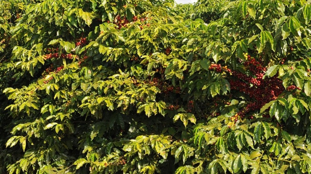 Café de Minas Gerais conquista o 