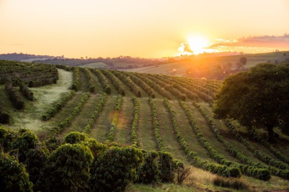 Comissão debate atrasos em pagamentos no setor cafeeiro de Minas Gerais
