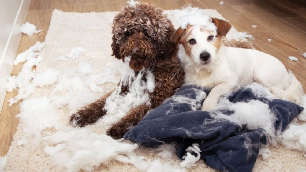 7 dicas para evitar a bagunça dos pets