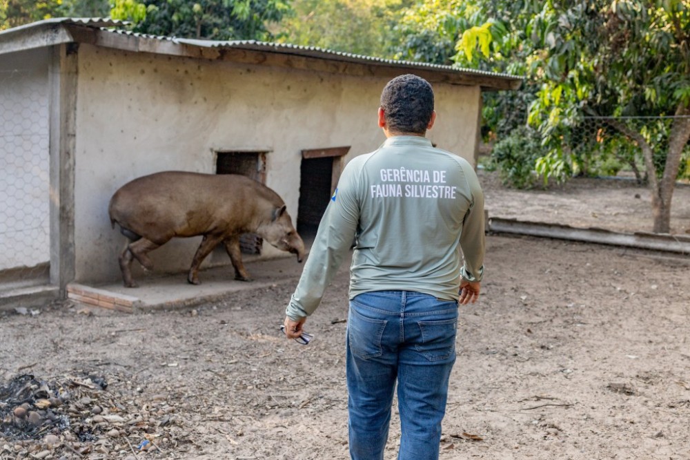 Antas resgatadas pela Sema-MT passam a viver em reserva ecológica após tratamento complexo de saúde