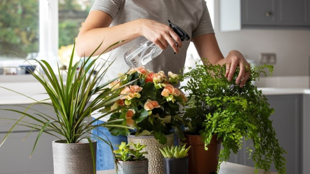 5 plantas perfeitas para jardim pequeno