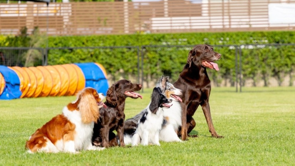 5 raças de cachorro que mais sofrem com o calor
