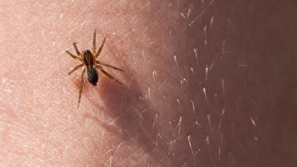 Ministério da Saúde faz alerta sobre aranhas venenosas; conheça espécies e fique atento